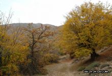 گزارش تصویری از فصل پاییز در جنگل ابر شاهرود